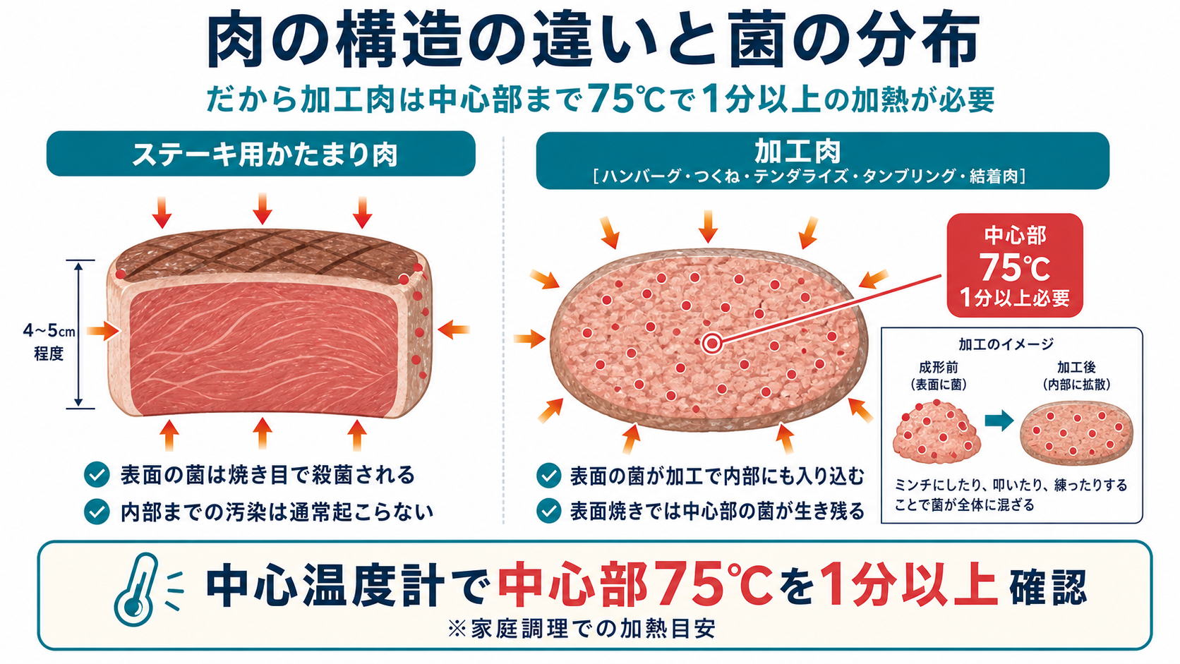 ステーキ用かたまり肉と加工肉（ハンバーグ・つくね・テンダライズ加工肉・タンブリング加工肉・結着肉）の菌の分布構造の違い。加工肉は表面の菌が加工で内部にも入り込むため、表面焼きでは中心部の菌が生き残る。家庭調理では中心温度計で中心部75℃を1分以上確認することが必要