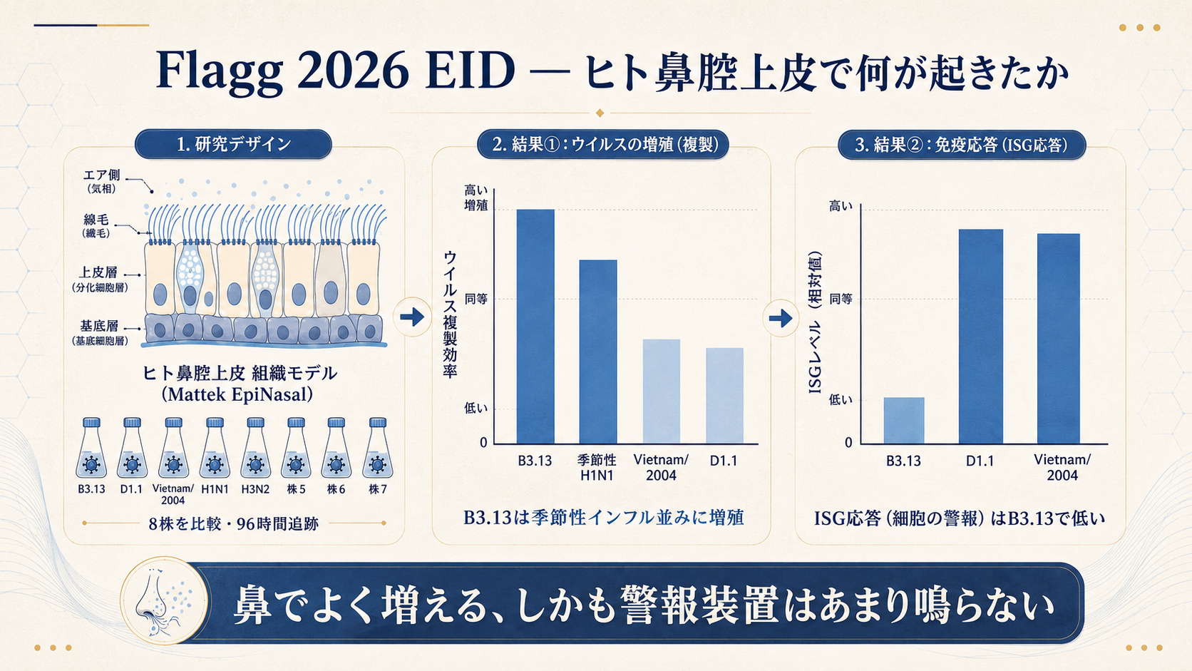 Flagg 2026 EID試験デザインと主要結果の概念図。ヒト鼻腔上皮tissue modelで8株を比較し、B3.13株が季節性インフルエンザ並みの複製効率を示す一方、ISG応答は低かった。