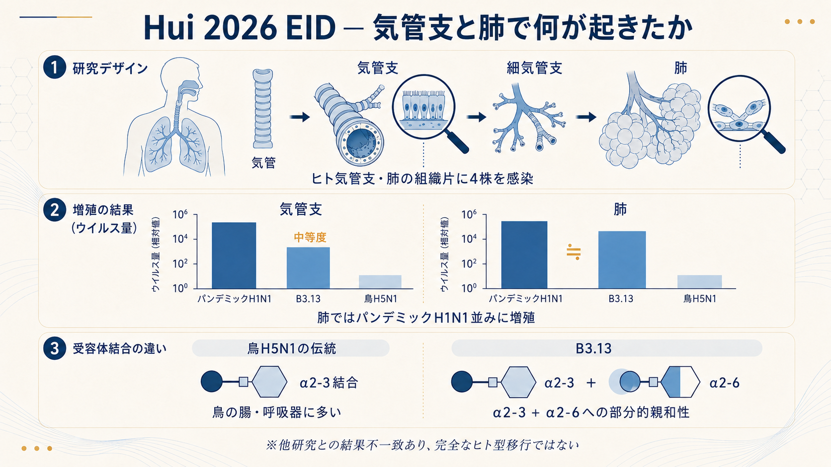 Hui 2026 EIDの主要結果。気管支ではpandemic H1N1>B3.13>鳥H5N1、肺ではB3.13≒pandemic H1N1。受容体結合はα2-3に加え、α2-6への部分的親和性も示唆される（完全なヒト型への移行ではない）。