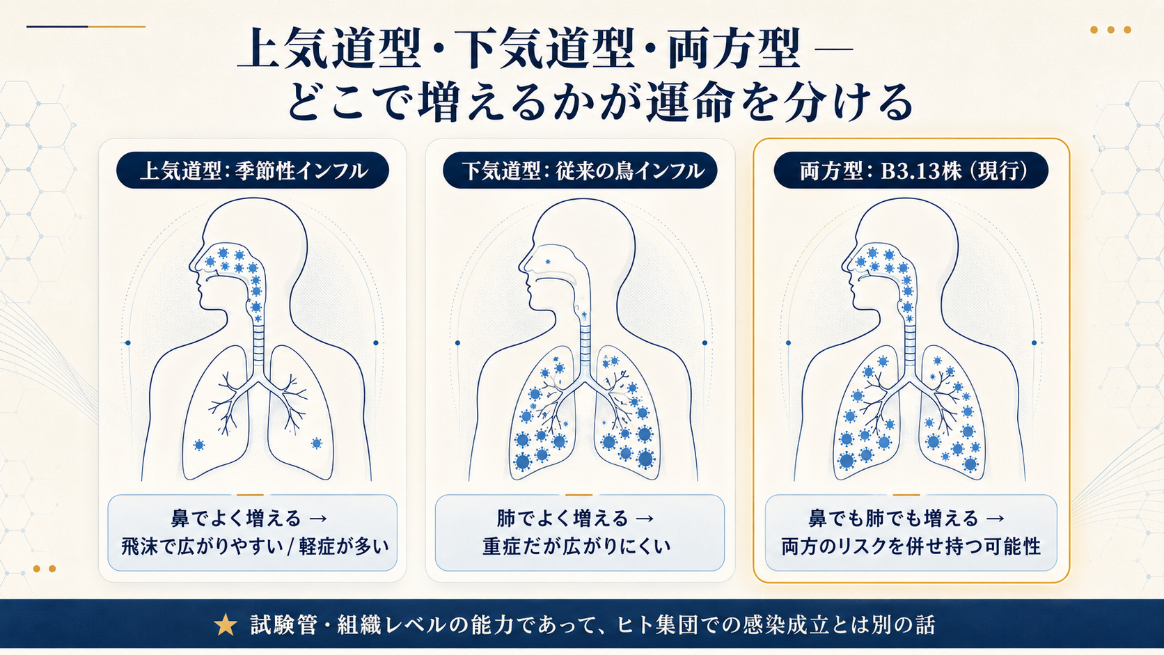 上気道型・下気道型・両方型の比較図。上気道型（季節性インフルエンザ）は鼻・咽頭でよく増えて飛沫として出やすい一方、下気道型（従来の鳥H5N1）は肺でよく増えるが鼻・咽頭では増えにくい。両方型（B3.13株）は鼻・咽頭でも肺でも増える。B3.13株は中間型ではなく両方で増える能力を持つ点が注目されている。※2026年5月時点で効率的なヒト-ヒト感染は確認されていない。