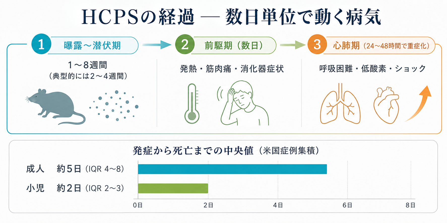 HCPSの経過 — 曝露〜潜伏期1〜8週間（典型2〜4週間）→ 前駆期（発熱・筋肉痛・消化器症状）→ 心肺期（呼吸困難・低酸素・ショック、24〜48時間で重症化）。発症から死亡までの中央値は成人約5日、小児約2日