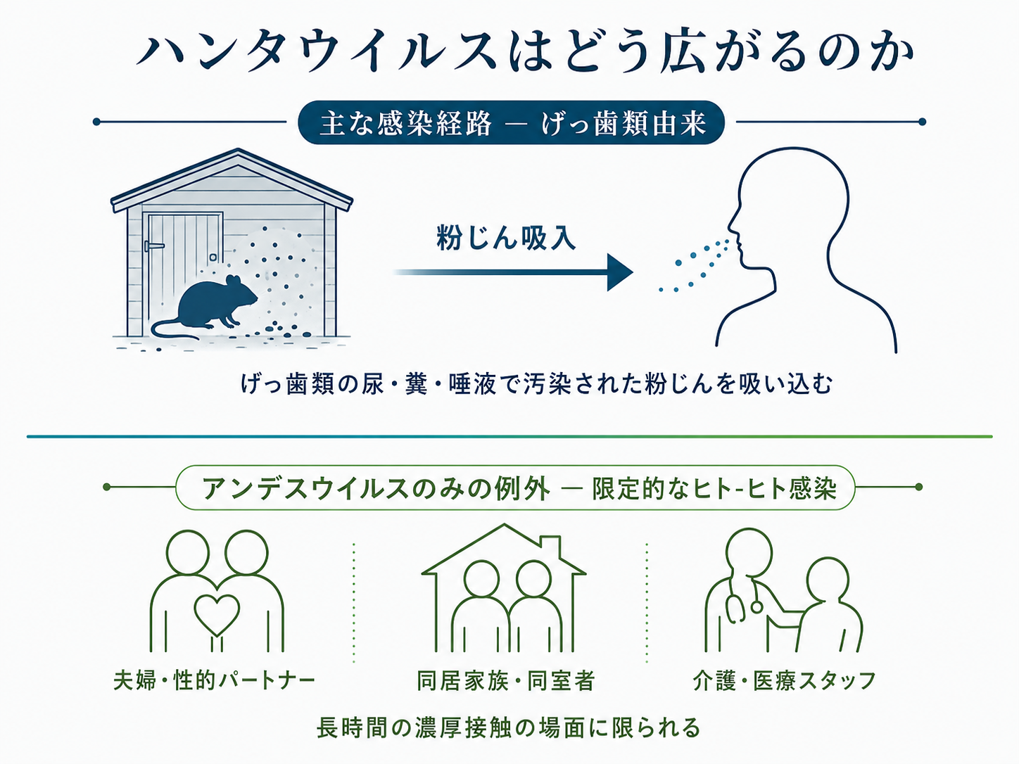 ハンタウイルスはどう広がるのか — 主な感染経路はげっ歯類の尿・糞・唾液で汚染された粉じんの吸入。アンデスウイルスのみ、夫婦・性的パートナー、同居家族・同室者、介護・医療スタッフなど長時間の濃厚接触で限定的なヒト-ヒト感染が起きうる
