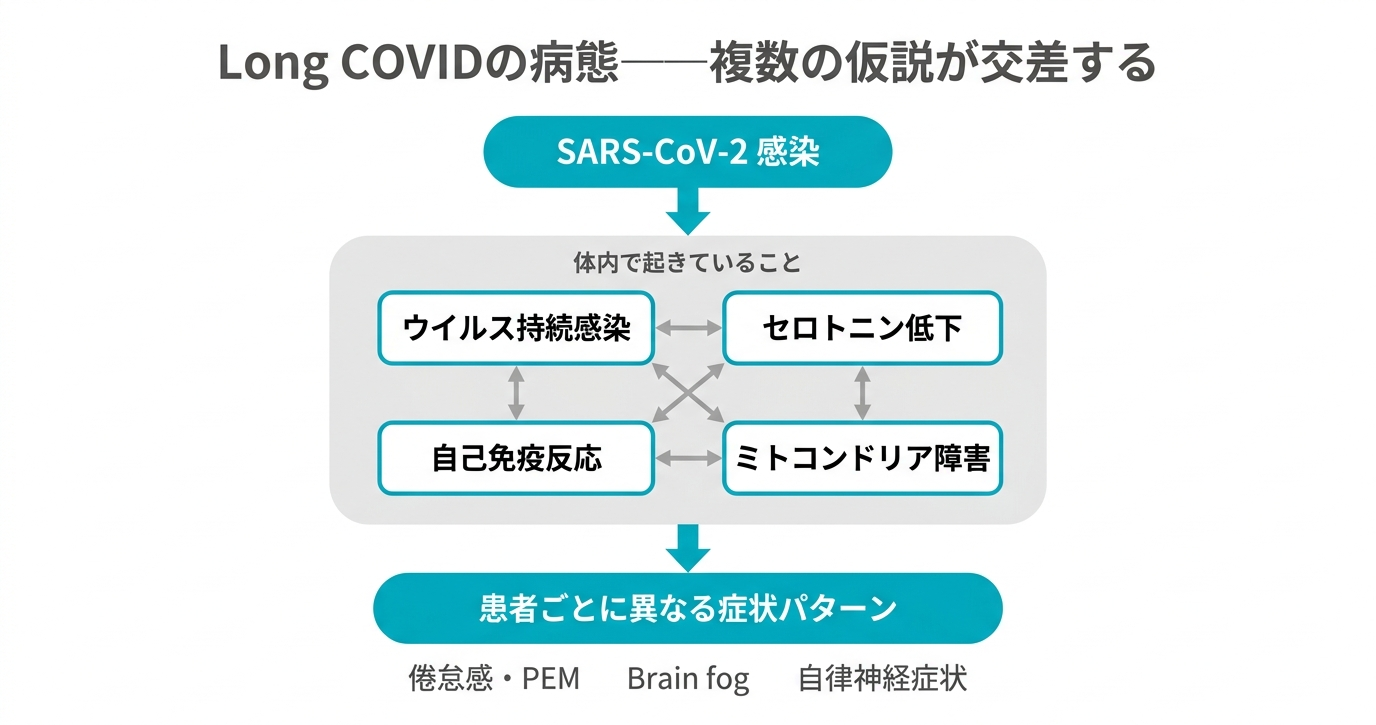 Long COVIDの病態の全体像。SARS-CoV-2感染を起点に、ウイルス持続感染・セロトニン低下・自己免疫反応・ミトコンドリア障害の4つの仮説が互いに交差し、患者ごとに異なる症状パターンを生む