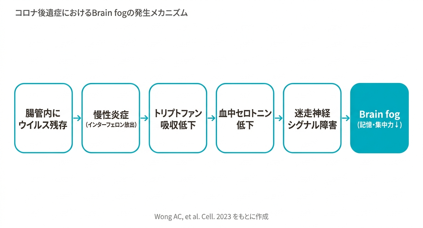 コロナ後遺症におけるBrain fogのメカニズム。腸管内のウイルス残存→慢性炎症→トリプトファン吸収低下→セロトニン減少→迷走神経シグナル障害→Brain fog（記憶・集中力の低下）というフローを示す