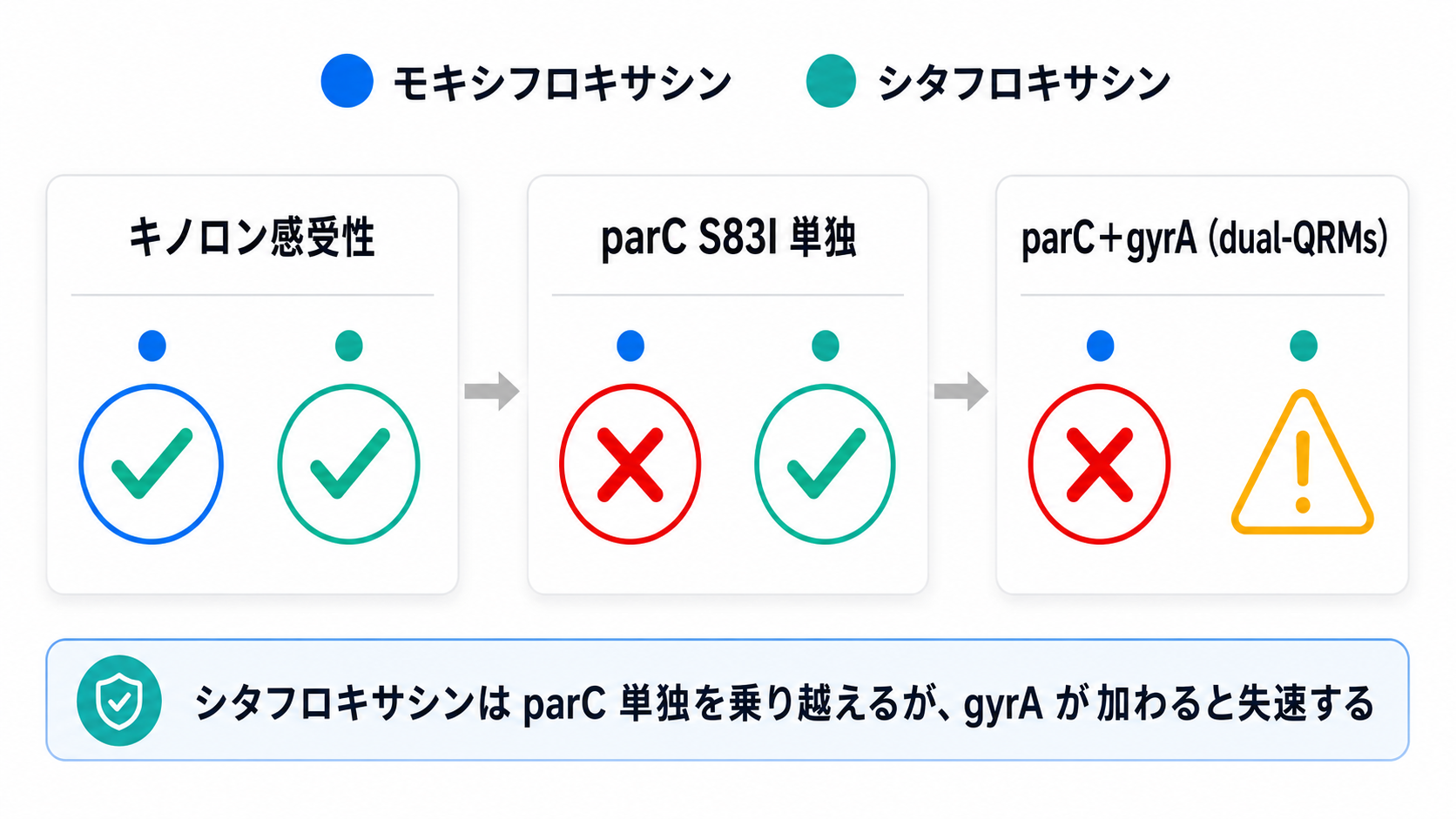 フルオロキノロンの効き方が耐性段階で変わることを示す図。キノロン感受性ではモキシフロキサシン・シタフロキサシンとも有効、parC S83I単独変異ではモキシフロキサシンは失敗しやすいがシタフロキサシンは効きうる、parC＋gyrA（dual-QRMs）ではモキシフロキサシンは無効でシタフロキサシンも限定的。シタフロキサシンはparC単独を乗り越えるがgyrAが加わると失速する