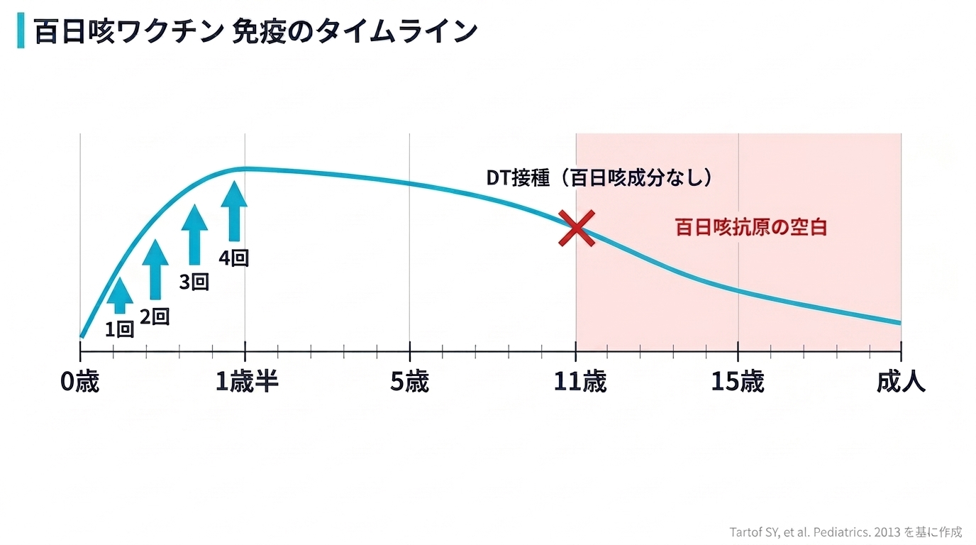 百日咳ワクチン 免疫のタイムライン