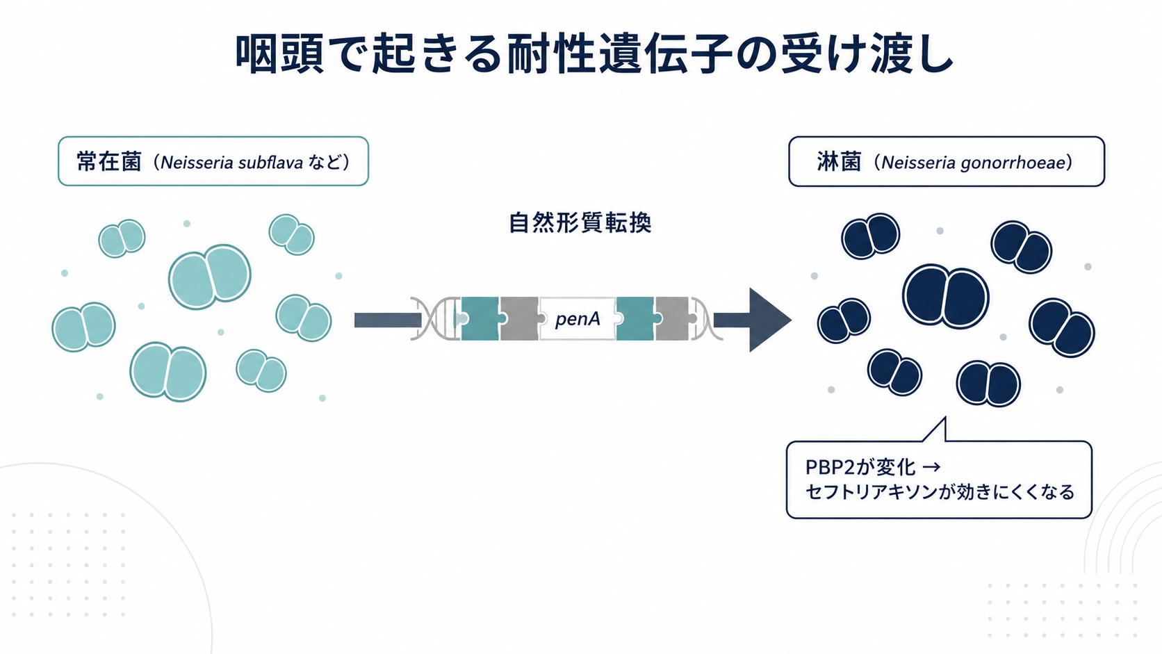 咽頭で常在 Neisseria（Neisseria subflava など）が持つ耐性遺伝子 penA のモザイク断片を、淋菌が自然形質転換で取り込み、ペニシリン結合タンパク質2（PBP2）が変化してセフトリアキソン耐性を獲得する水平遺伝子伝達の模式図