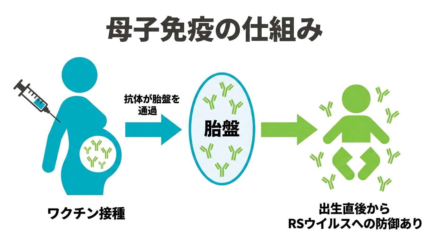 母子免疫の仕組み：妊婦がワクチン接種→抗体が胎盤を通じて赤ちゃんへ届く